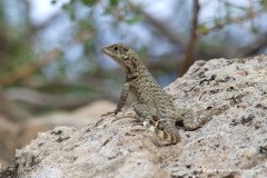 Leiocephalus carinatus aquarius