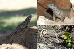 Leiocephalus carinatus aquarius