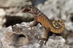 Leiocephalus carinatus labrossytus