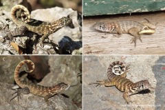 Leiocephalus carinatus labrossytus