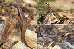 Leiocephalus macropus phylax