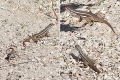 Leiocephalus stictigaster lucianus