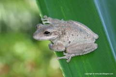 Osteopilus septentrionalis