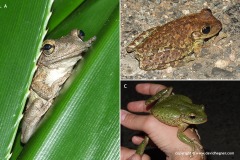 Osteopilus septentrionalis