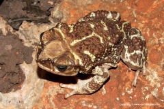 Peltophryne peltocephala