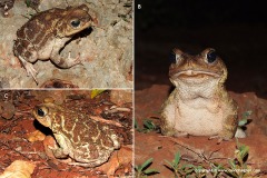 Peltophryne peltocephala