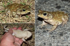 Peltophryne cf. peltocephala