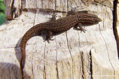 Sphaerodactylus celicara