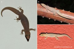 Sphaerodactylus elegans