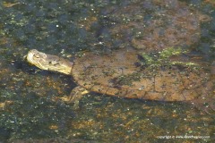 Trachemys decussata