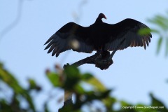 Cathartes aura