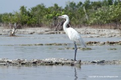 Ardea alba