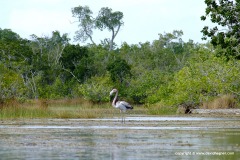 Phoenicopterus ruber