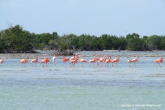 Phoenicopterus ruber