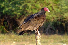 Cathartes aura