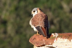 Falco sparverius