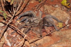 Phormictopus sp.