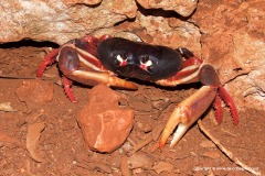 Gecarcinus ruricola