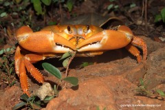 Gecarcinus planatus