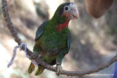 Amazona leucocephala