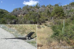 Cyclura nubila