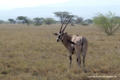 Oryx gazella beisa