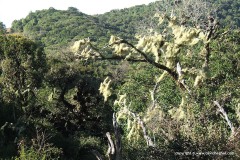 Mt. Kulal