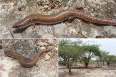 Lygosoma sundevalli