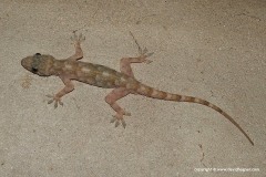 Hemidactylus platycephalus