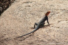 Agama lionotus