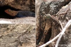 Agama lionotus