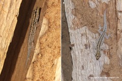 Lygodactylus sp.