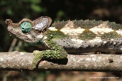 Trioceros narraioca