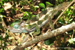 Trioceros narraioca