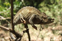 Trioceros narraioca