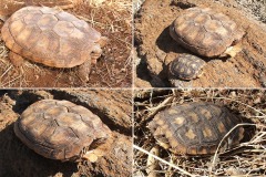 Malacochersus tornieri