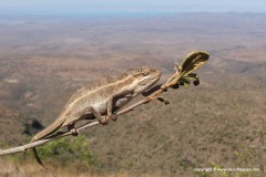 Trioceros bitaeniatus