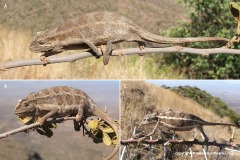 Trioceros bitaeniatus