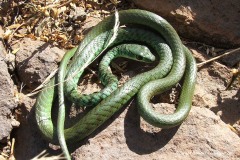 Philothamnus semivariegatus