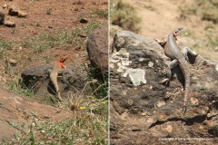 Agama caudospinosa