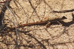 Heliobolus spekii