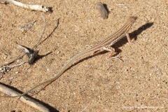 Pseuderemias smithii