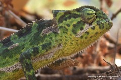 Chamaeleo gracilis
