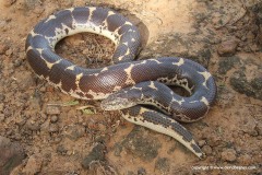 Eryx colubrinus loveridgei