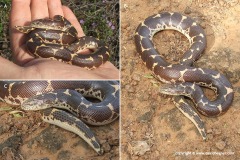 Eryx colubrinus loveridgei