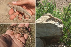 Agama rueppelli