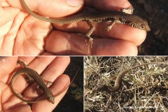 Latastia longicaudata
