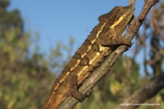 Trioceros conirostratus
