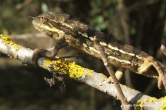 Trioceros conirostratus