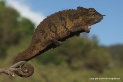 Trioceros conirostratus